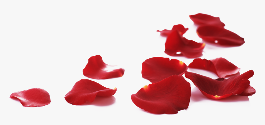 Rose Petals On Floor Png, Transparent Png, Free Download