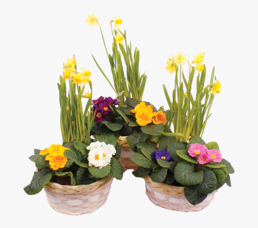 Ct Easter Basket - Narcissus, HD Png Download, Free Download