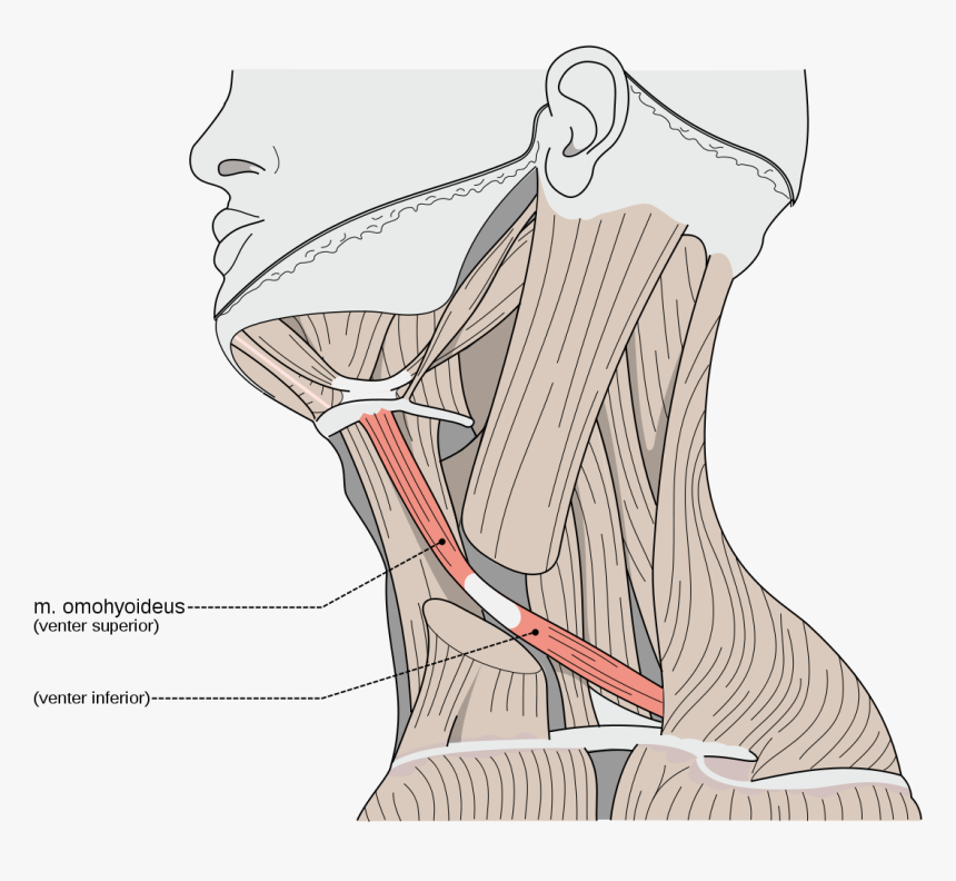 Omohyoid Muscle, HD Png Download, Free Download