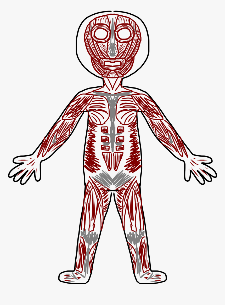 Free Muscular System Cliparts - Transparent Muscular System Clipart, HD Png Download, Free Download