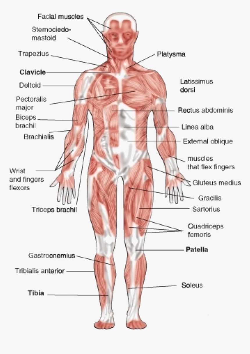 Muscular System Diagram Front, HD Png Download, Free Download