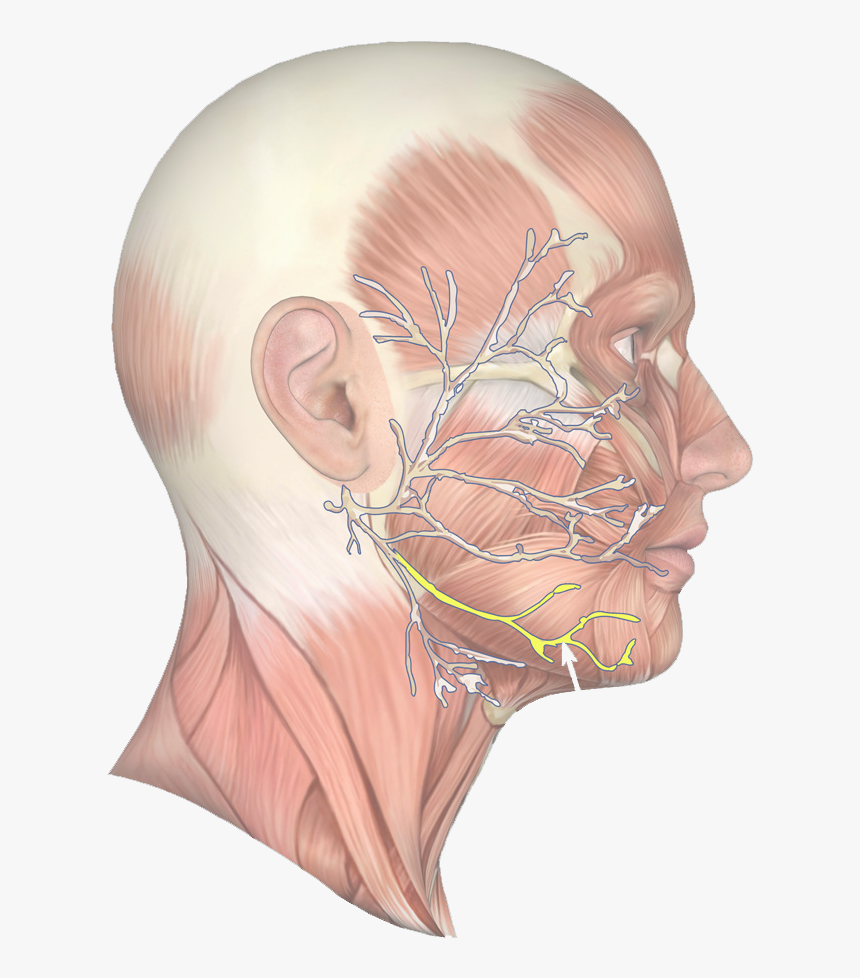 Jaw Muscle 63 - Marginal Mandibular Nerve, HD Png Download, Free Download