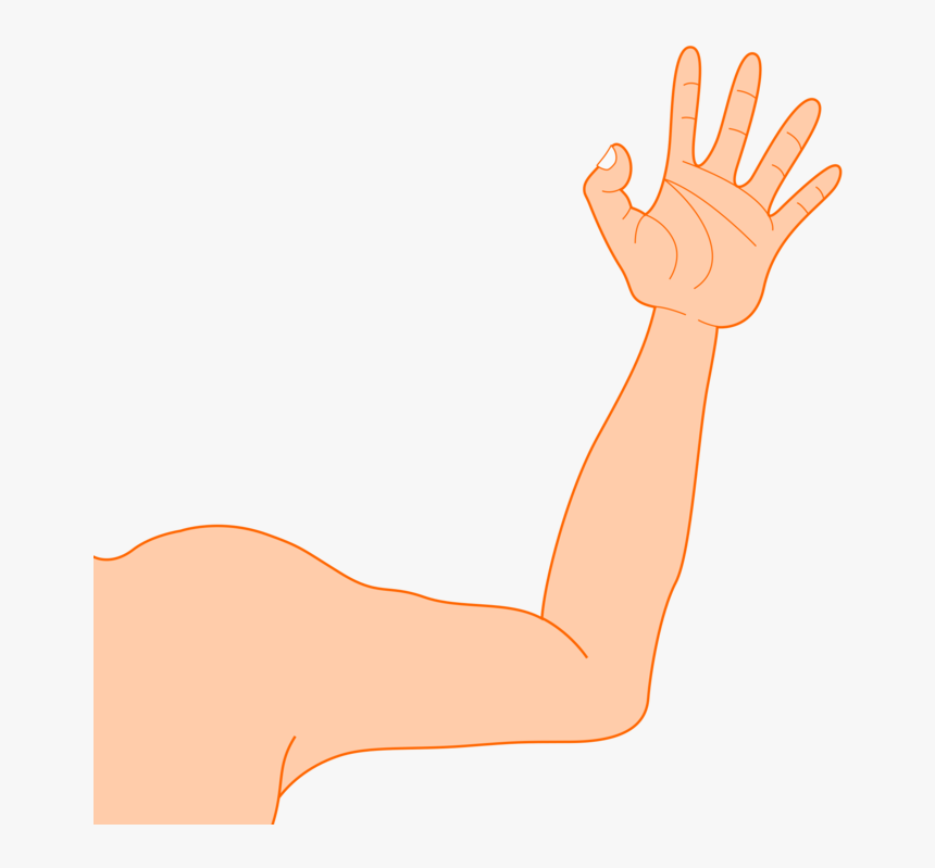 Muscle Arms Png - Arm Clipart, Transparent Png, Free Download