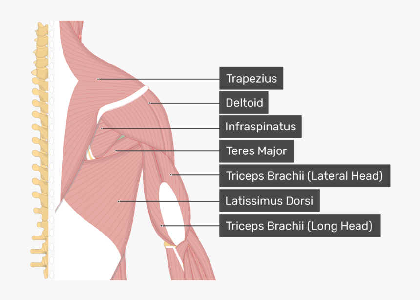 Image Showing Superficial Muscles Of The Back And Posterior - Teres Minor Muscle, HD Png Download, Free Download
