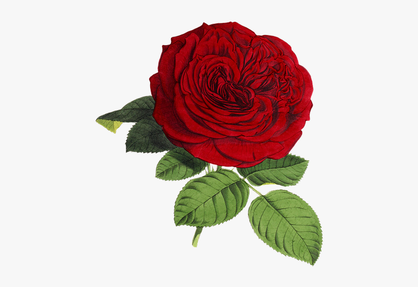 Rose, Flower, Flowers, Red, Green, Isolated, Vintage - Rose Png, Transparent Png, Free Download