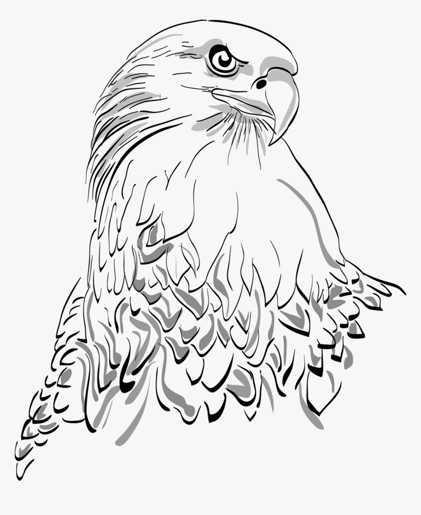 White Tailed Eagle Drawing, HD Png Download, Free Download