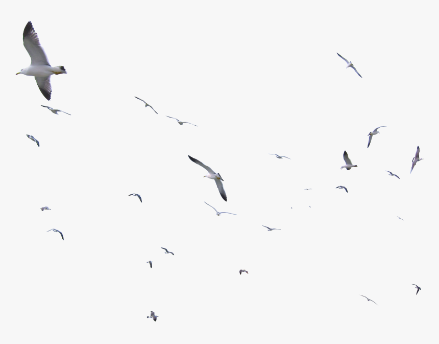 Transparent Bird Flock Png - Flock Of Seagulls On Transparent, Png Download, Free Download