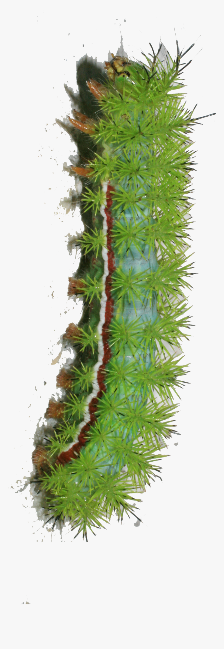 Caterpillar Png Transparent Image - Caterpillar Png, Png Download, Free Download