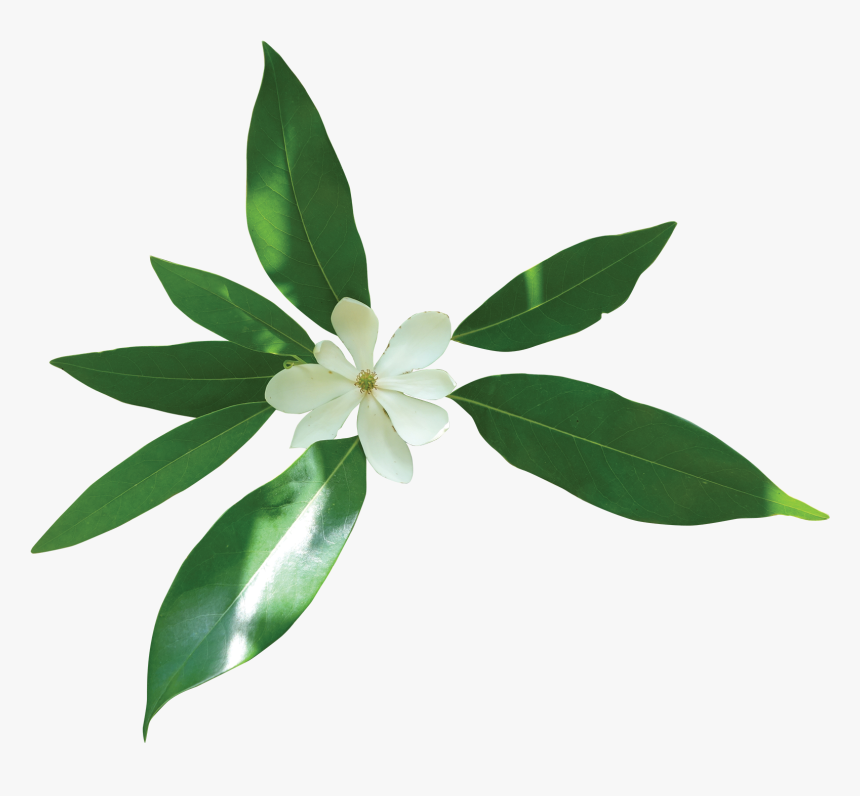 Oleander, HD Png Download, Free Download