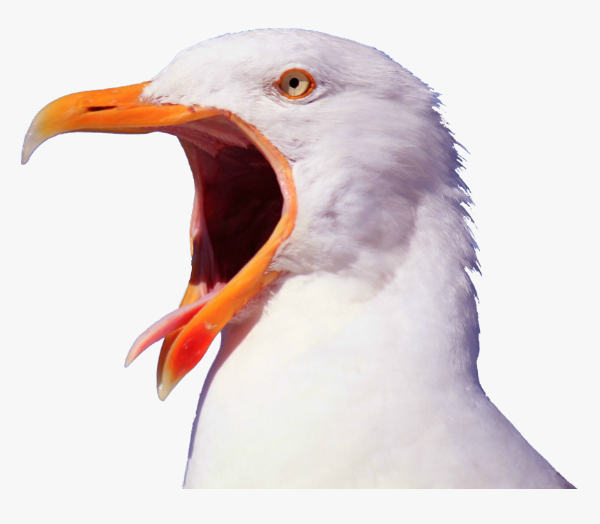 Seagull Png, Transparent Png, Free Download