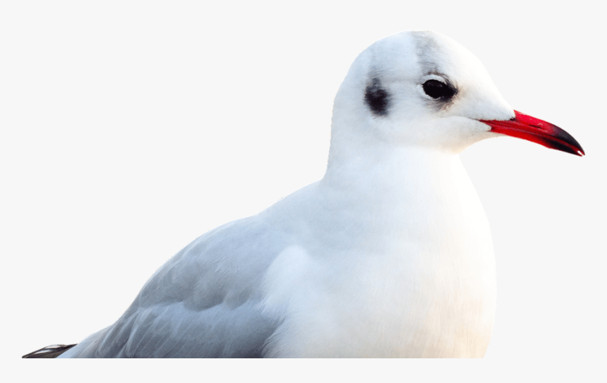 Seagull Transparent Png Image Free - Laughing Gull, Png Download, Free Download