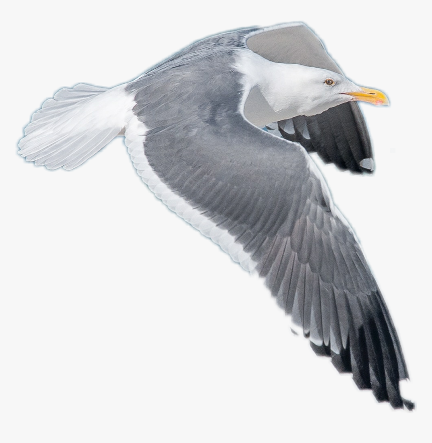 Transparent Seagull Png - Gulls, Png Download, Free Download