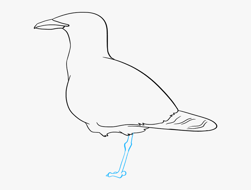 How To Draw Seagull - European Herring Gull, HD Png Download, Free Download