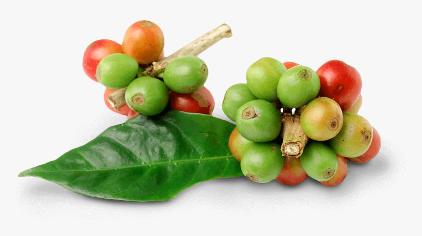 Fresh Coffee Bean Png, Transparent Png, Free Download