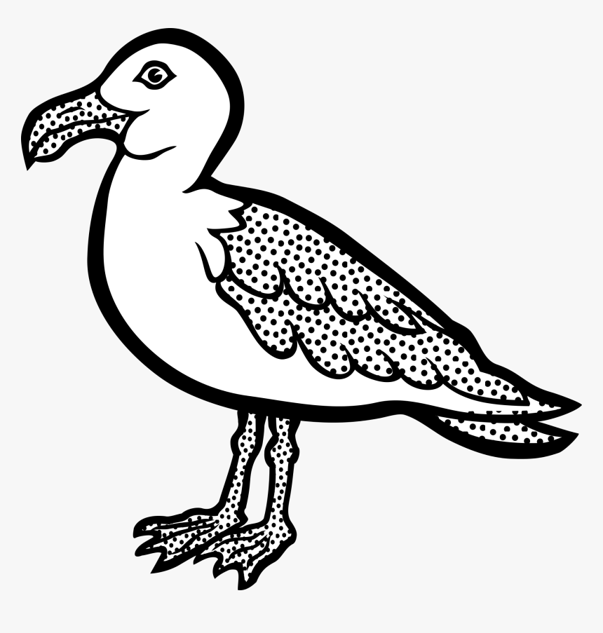 Seagull Png, Transparent Png, Free Download