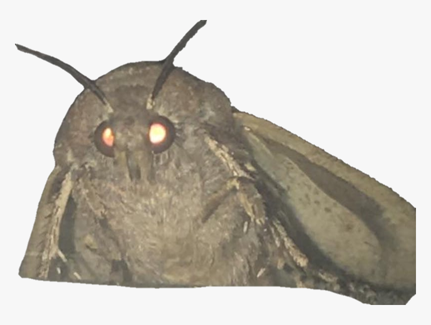 Moth Png, Transparent Png, Free Download