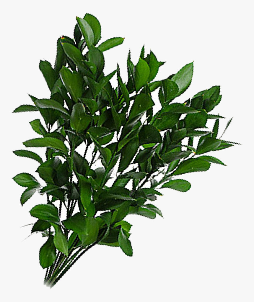 Bay Laurel, HD Png Download, Free Download