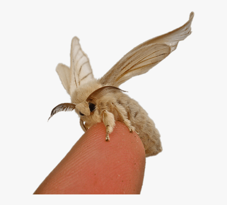 Silkworm Moth On Fingertip - Bombyx Mori Silk Moth, HD Png Download, Free Download