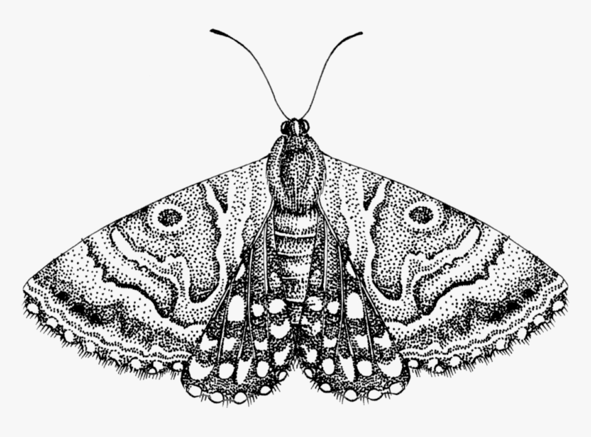 Moth Png Free Download - Moth Png, Transparent Png, Free Download