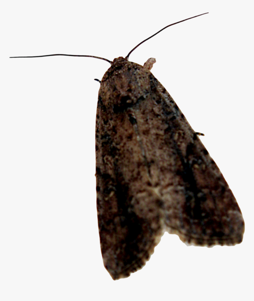 Moth Png Background Image - Portable Network Graphics, Transparent Png, Free Download