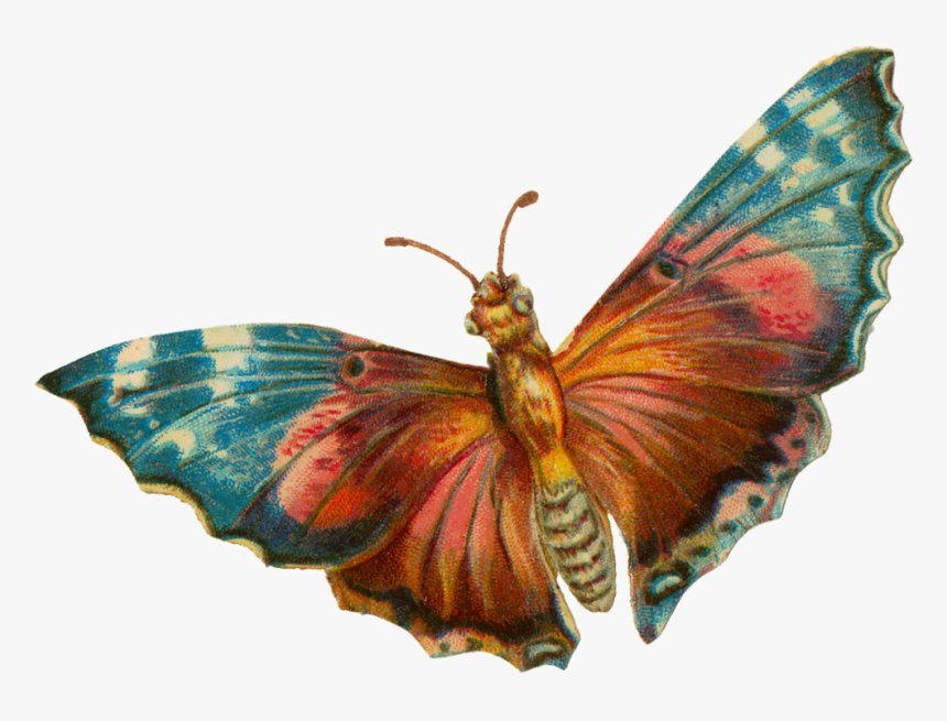 A Terrific Moth For Your Halloween Projects - Vintage Moth Png, Transparent Png, Free Download