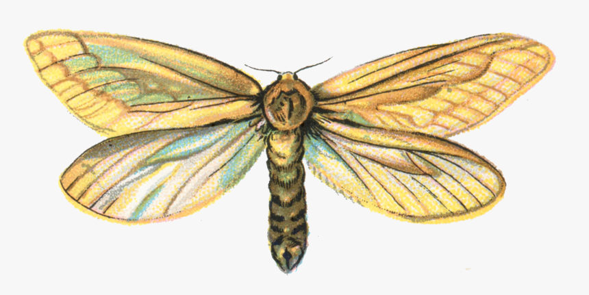 Moth Png Pic - Hepialus Humuli, Transparent Png, Free Download