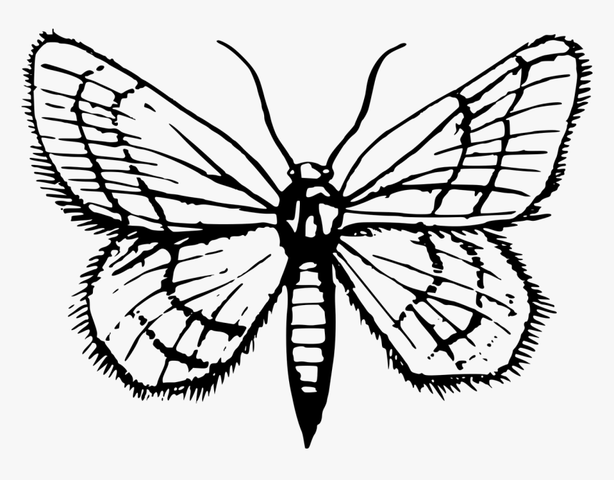 Clipart Moths Black And White, HD Png Download, Free Download