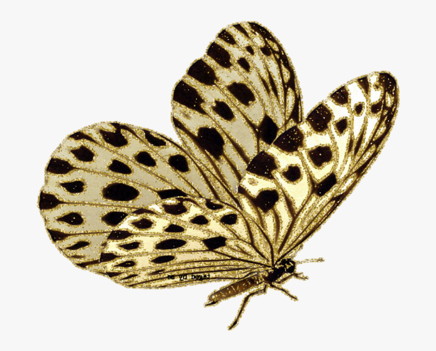 Butterfly & Moth Gif Animation Borboleta - Butterfly Png Gif, Transparent Png, Free Download