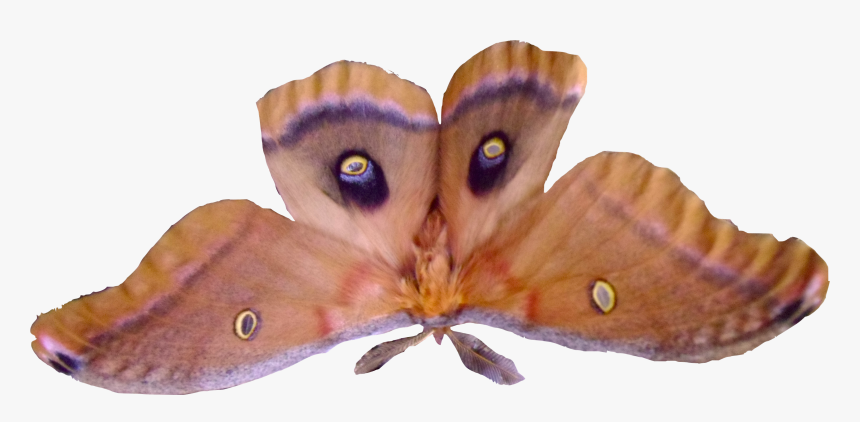 Except For Fall And Winter It Is Bug Season In Most - Silk Moth Png, Transparent Png, Free Download