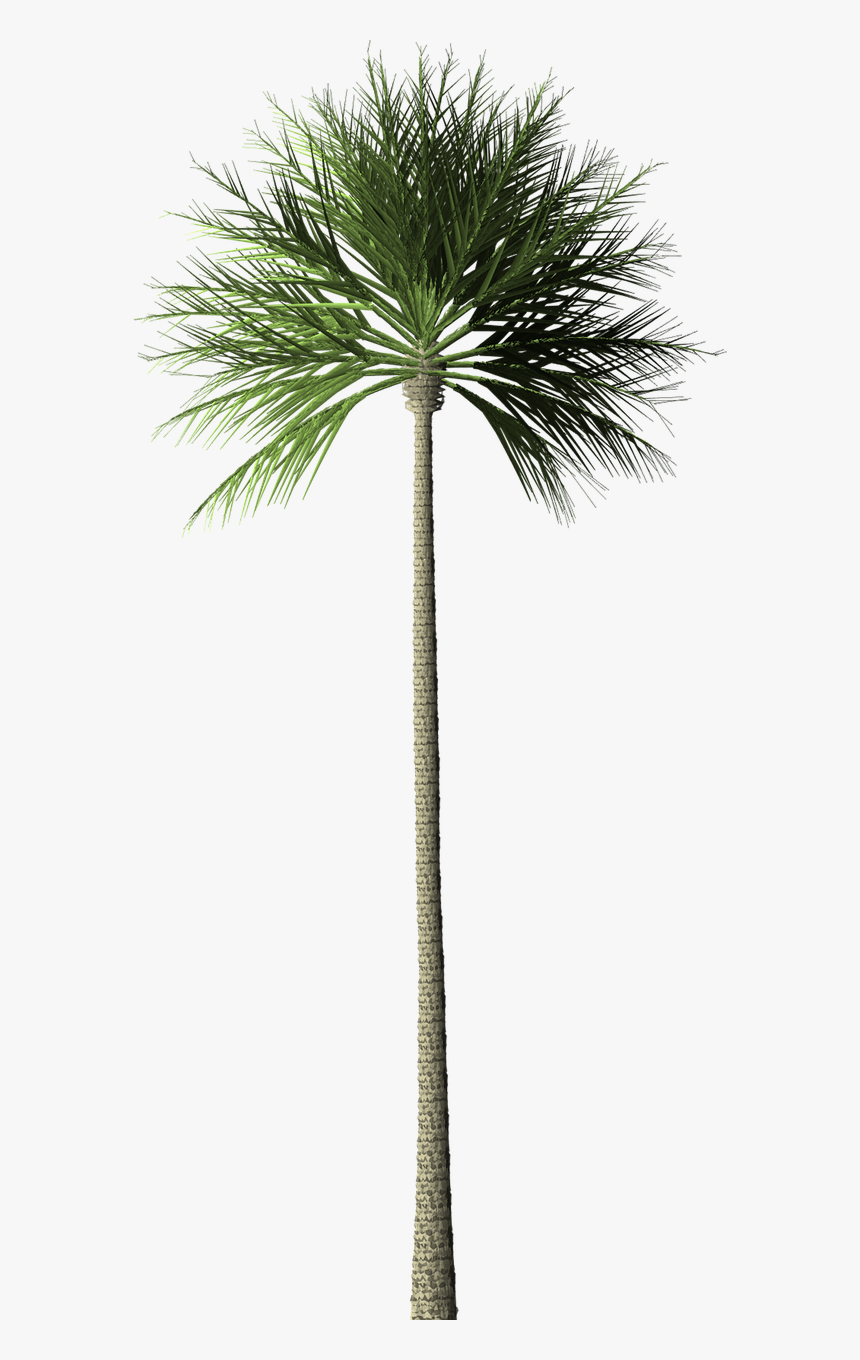 Palm Tree Palm Tree Free Picture - Pohon Palem Png, Transparent Png, Free Download