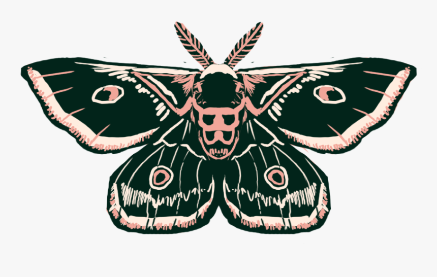 Moth - Butterfly, HD Png Download, Free Download