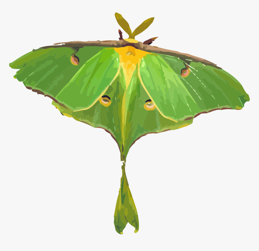 Luna Moth White Background, HD Png Download, Free Download