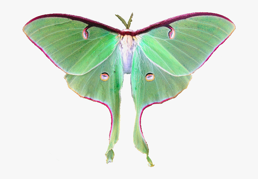 Animals, Nature, And Transparent Image - Luna Moth White Background, HD Png...