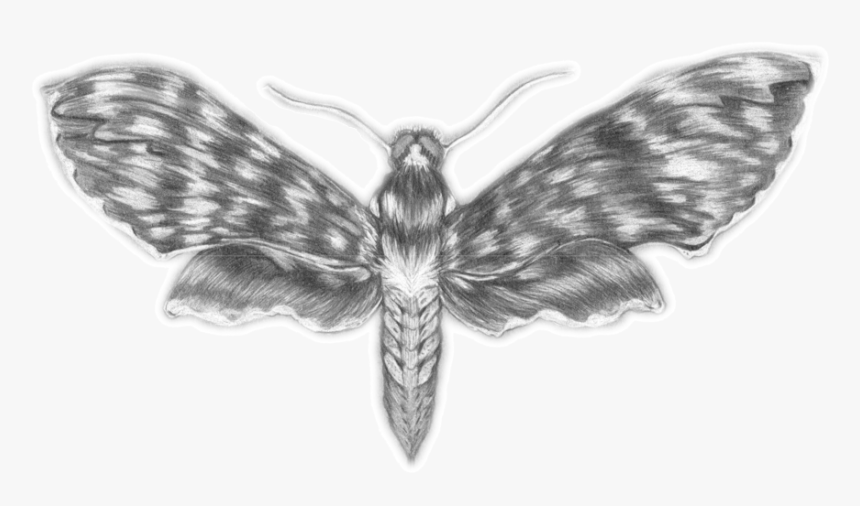 Moth, HD Png Download, Free Download