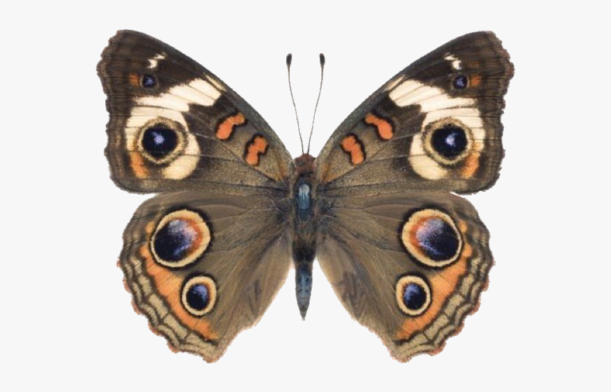 #butterfly #moth #moodboard #png #filler #moodboardfiller - Common Buckeye Butterfly Male Female, Transparent Png, Free Download