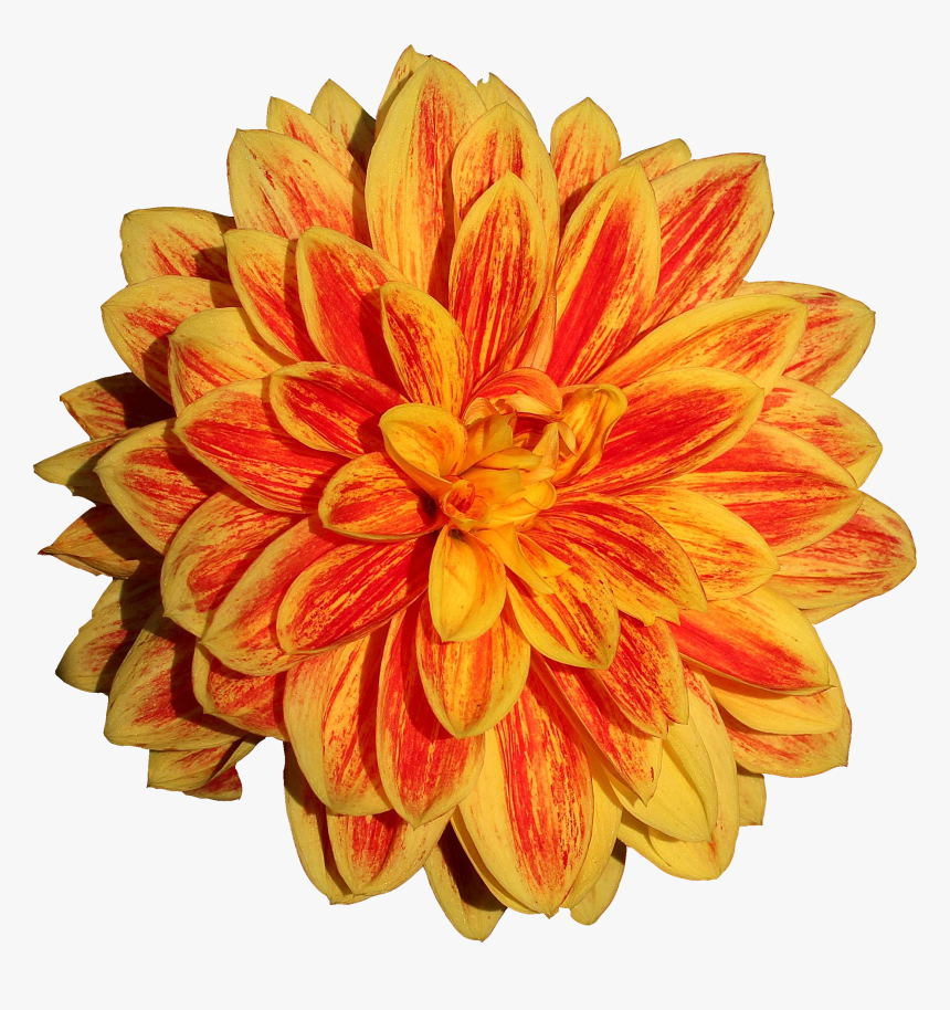 Dahlia Flower Png Image - Orange Dahlia Flower Png, Transparent Png, Free Download