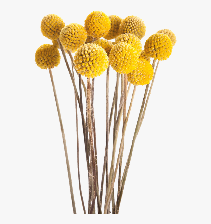 Heat Clipart Ten Flower - Transparent Dried Flower Png, Png Download, Free Download