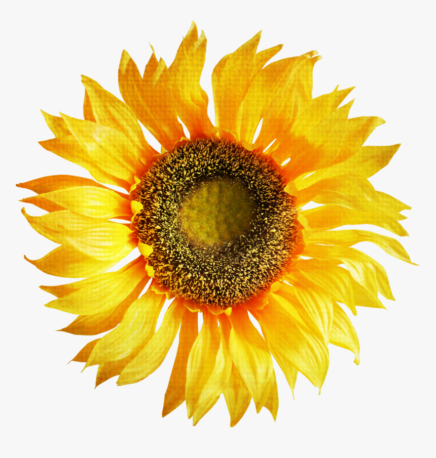 Sunflower Png - Sunflower Images Hd Png, Transparent Png, Free Download