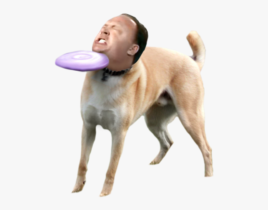 Shiba Inu Dog Dog Like Mammal Dog Breed Dog Breed Group Dog Getting Hit By Frisbee Hd Png Download Kindpng