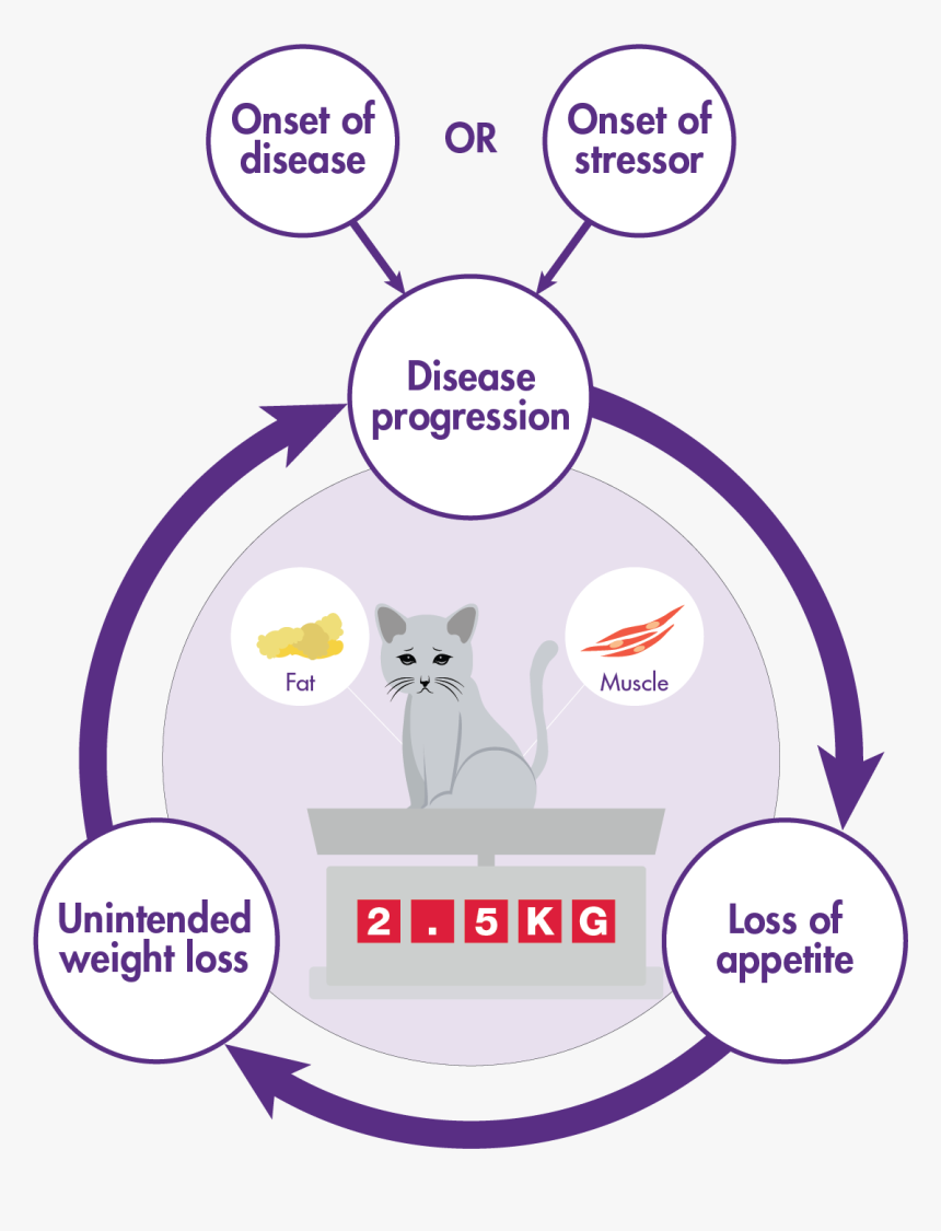 Disease Progression And Lack Of Appetite Cycle In Cats - Domestic Short-haired Cat, HD Png Download, Free Download