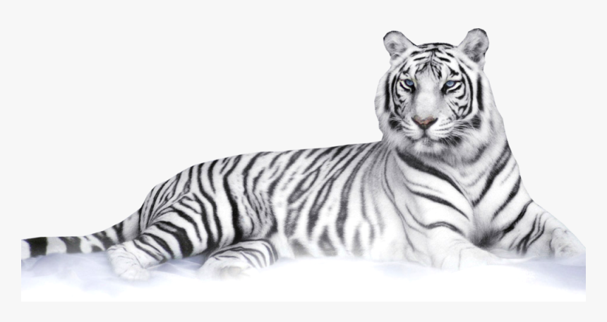 Transparent White Tiger Png - White Tiger Png, Png Download, Free Download