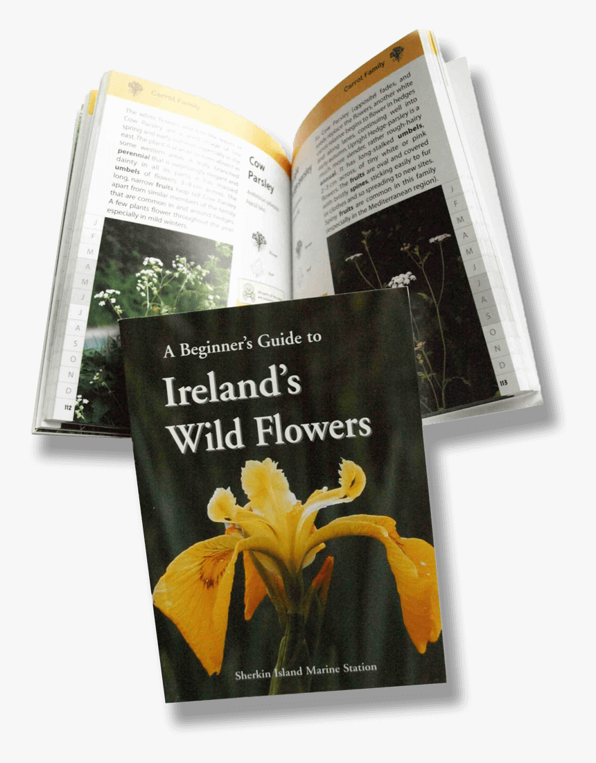 Transparent Wild Flowers Png - Beginner's Guide To Ireland's Wild Flowers, Png Download, Free Download