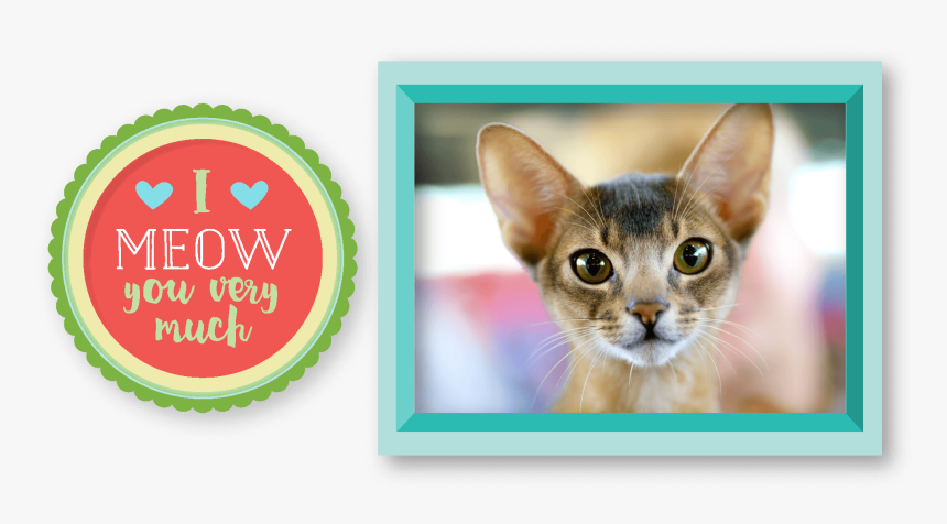 Abyssinian Cat - Cloyes, HD Png Download, Free Download