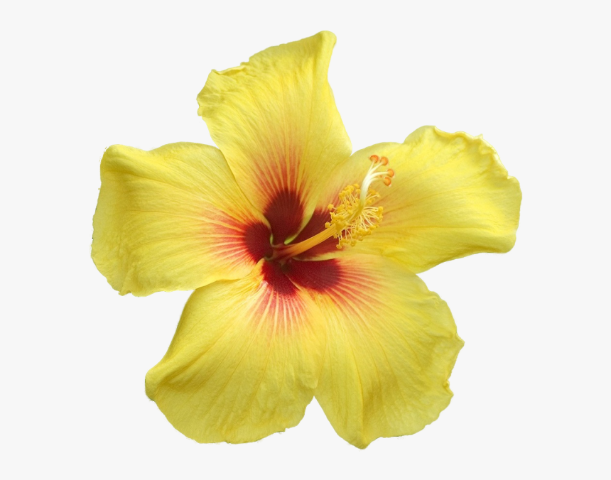 Big Yellow Flowers Png , Png Download - Yellow Flowers With Big Petals, Transparent Png, Free Download