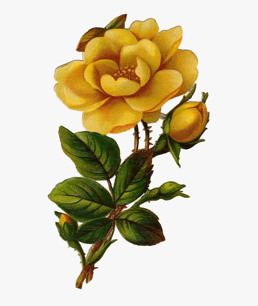 Vintage Yellow Roses Clip Art, HD Png Download, Free Download