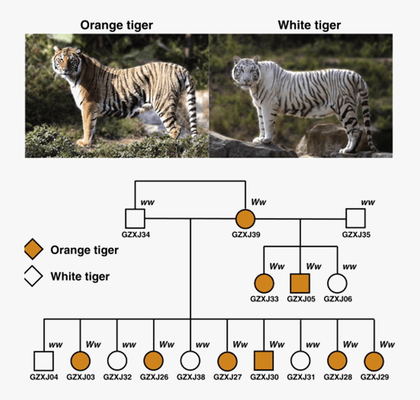 Information About Orange Tiger &white Tiger - White Tiger In Nilgiri, HD Png Download, Free Download