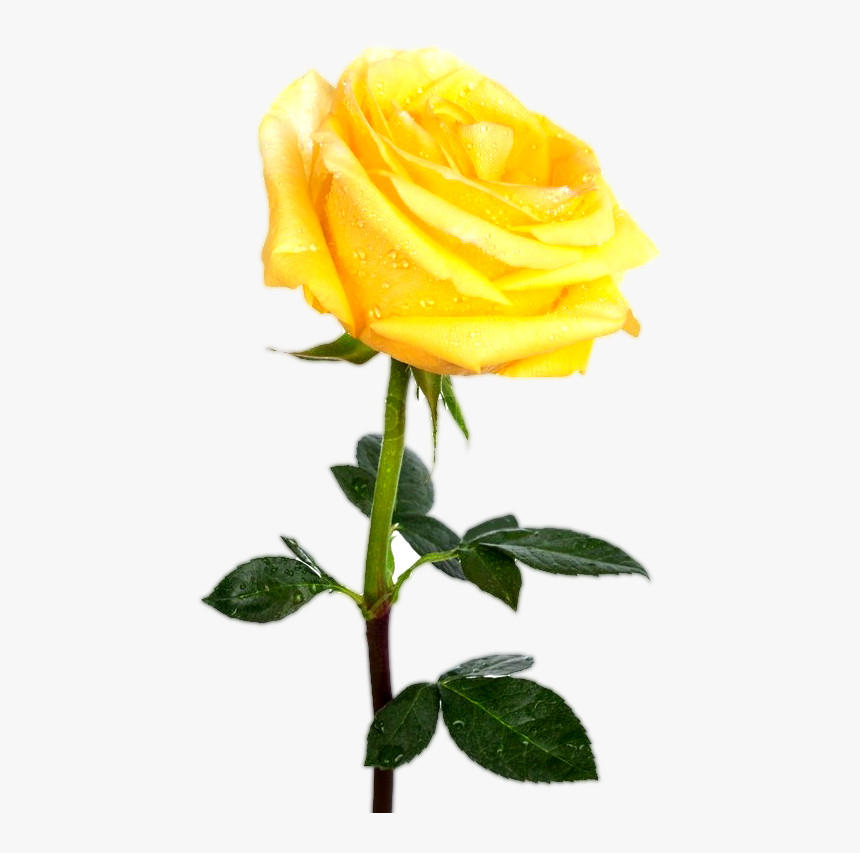 Single Rose Flowers Png - Single Yellow Rose Transparent Background, Png Download, Free Download