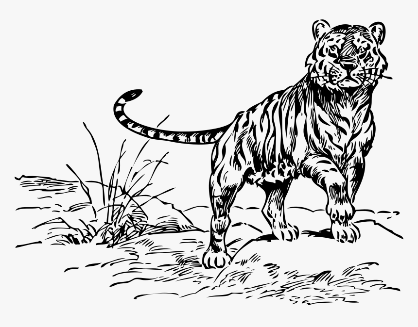 Tiger Black And White Black And White Tiger Clipart - Tiger In The Jungle Clipart Black And White, HD Png Download, Free Download