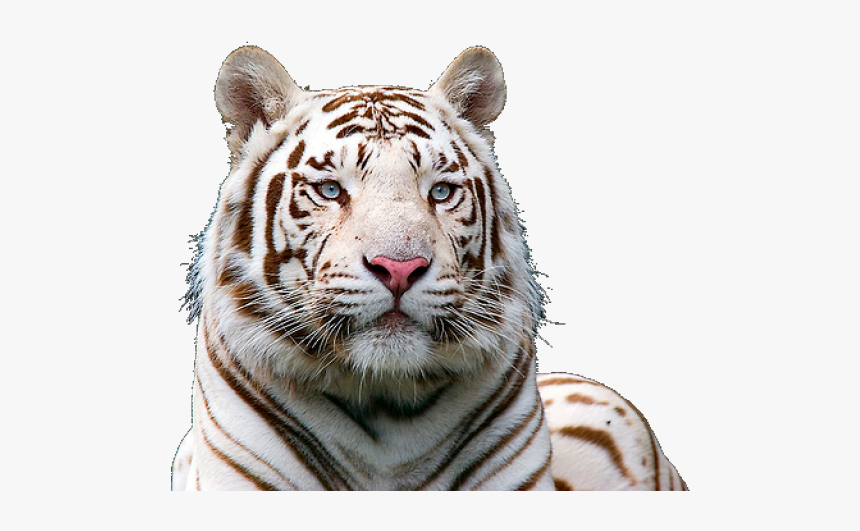 White Tiger Png Transparent Images - White Tiger Png Hd, Png Download, Free Download
