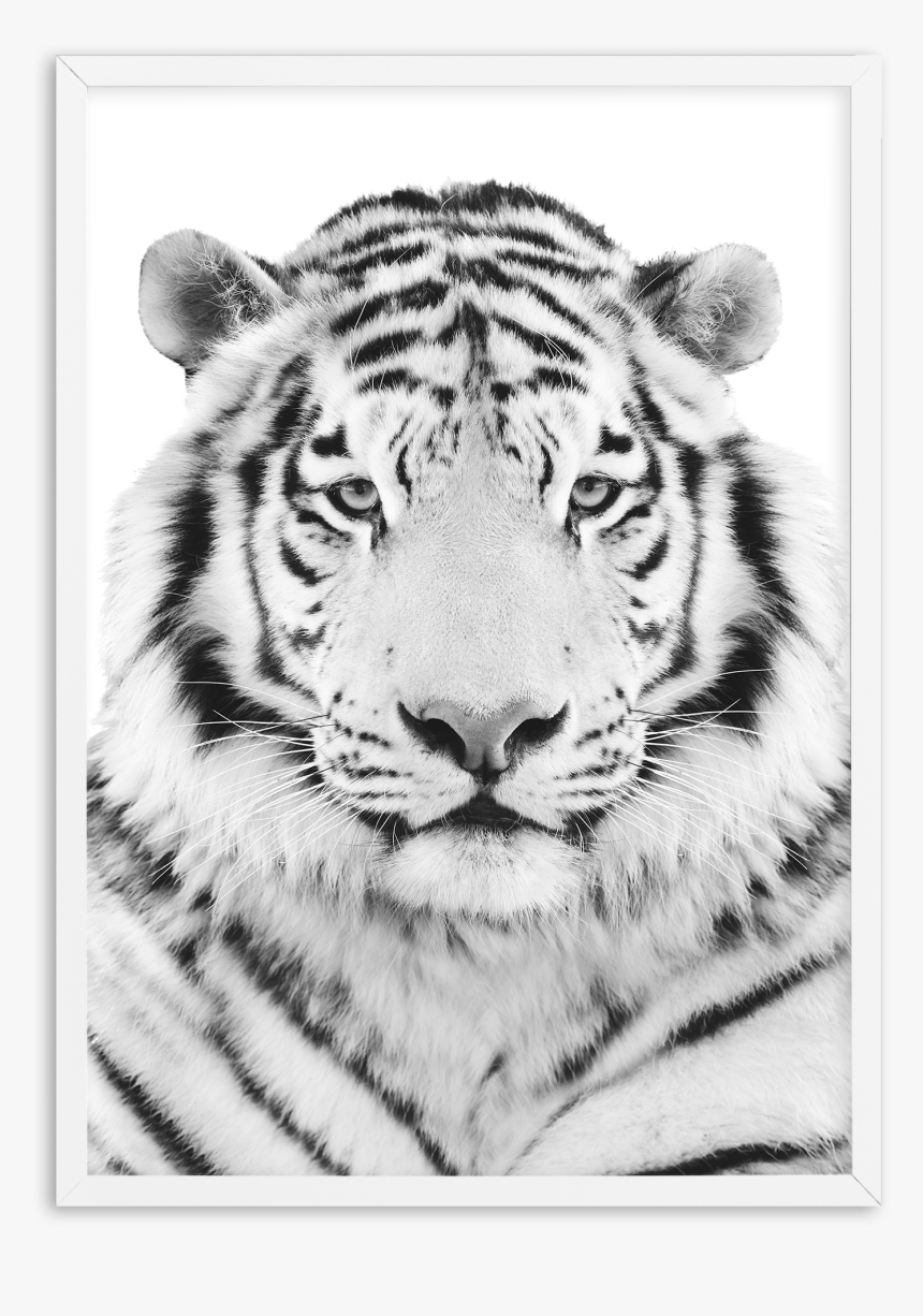 Olive Et Oriel - White Tiger Head, HD Png Download, Free Download